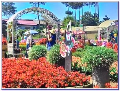 Wisata taman bunga begonia Lembang